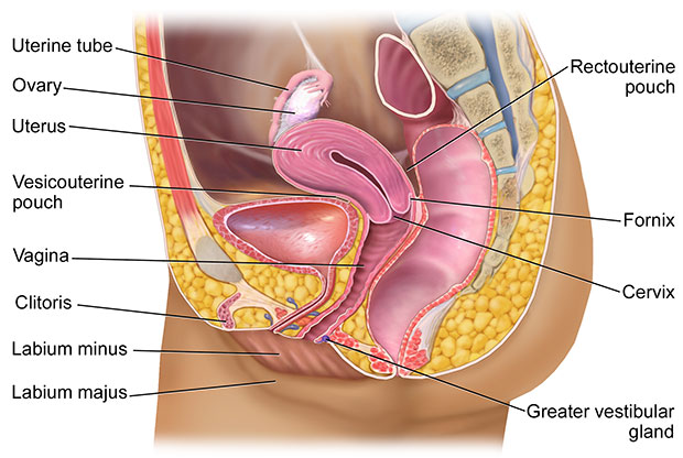 Female Reproductive System