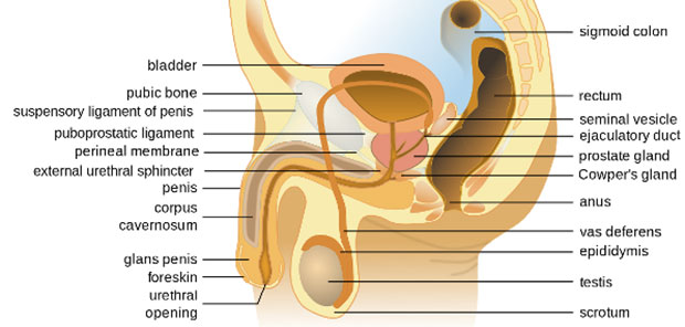 Male Reproductive System